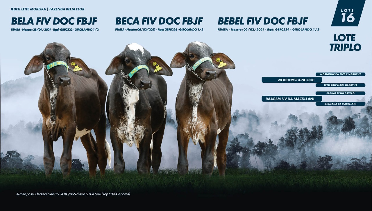 AO VIVO: III Leilão Virtual Produção Bovinos de Corte, Acompanhe o remate  que oferta 520 bovinos e 120 ovinos nesta terça-feira! Ligue na mesa  operadora e dê os seus lances!