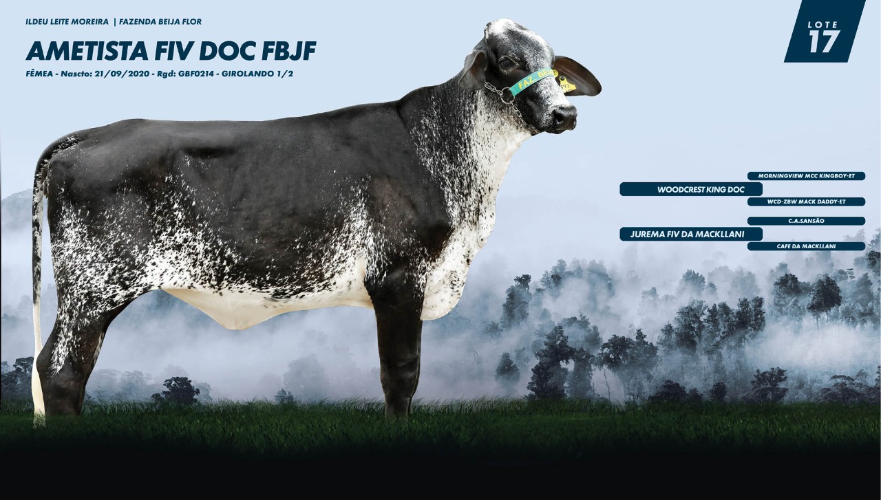 AO VIVO: III Leilão Virtual Produção Bovinos de Corte, Acompanhe o remate  que oferta 520 bovinos e 120 ovinos nesta terça-feira! Ligue na mesa  operadora e dê os seus lances!